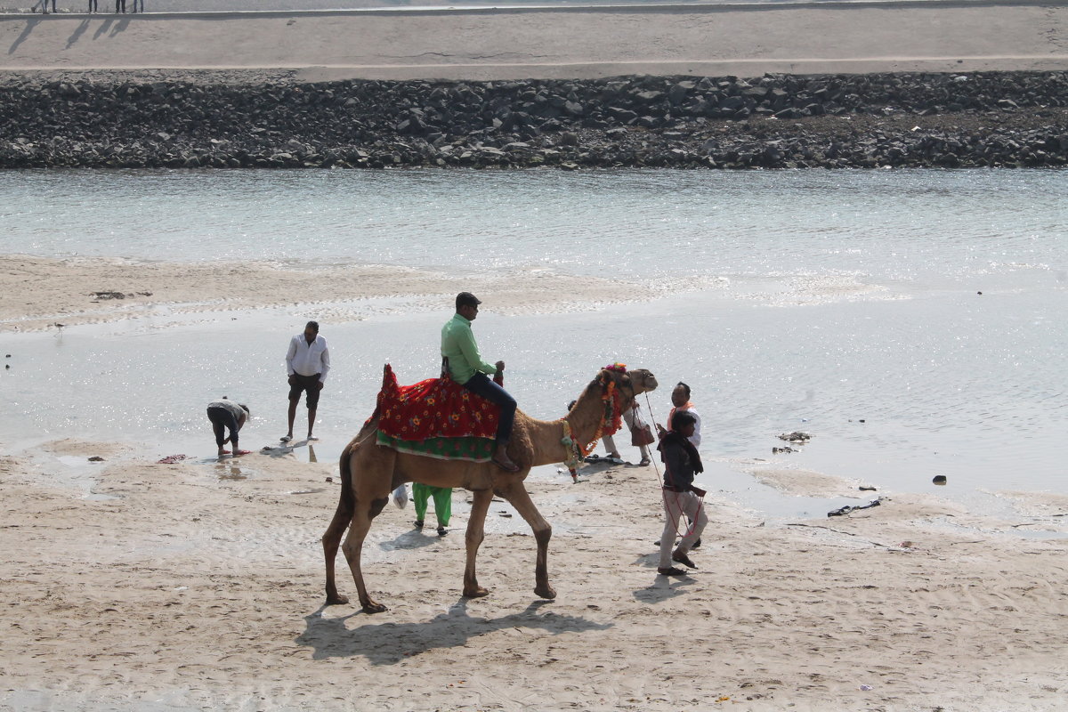 верблюд на побережье Дварка - maikl falkon 