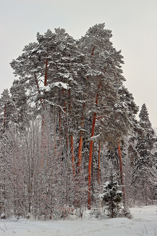 Сосны - Олег Резенов