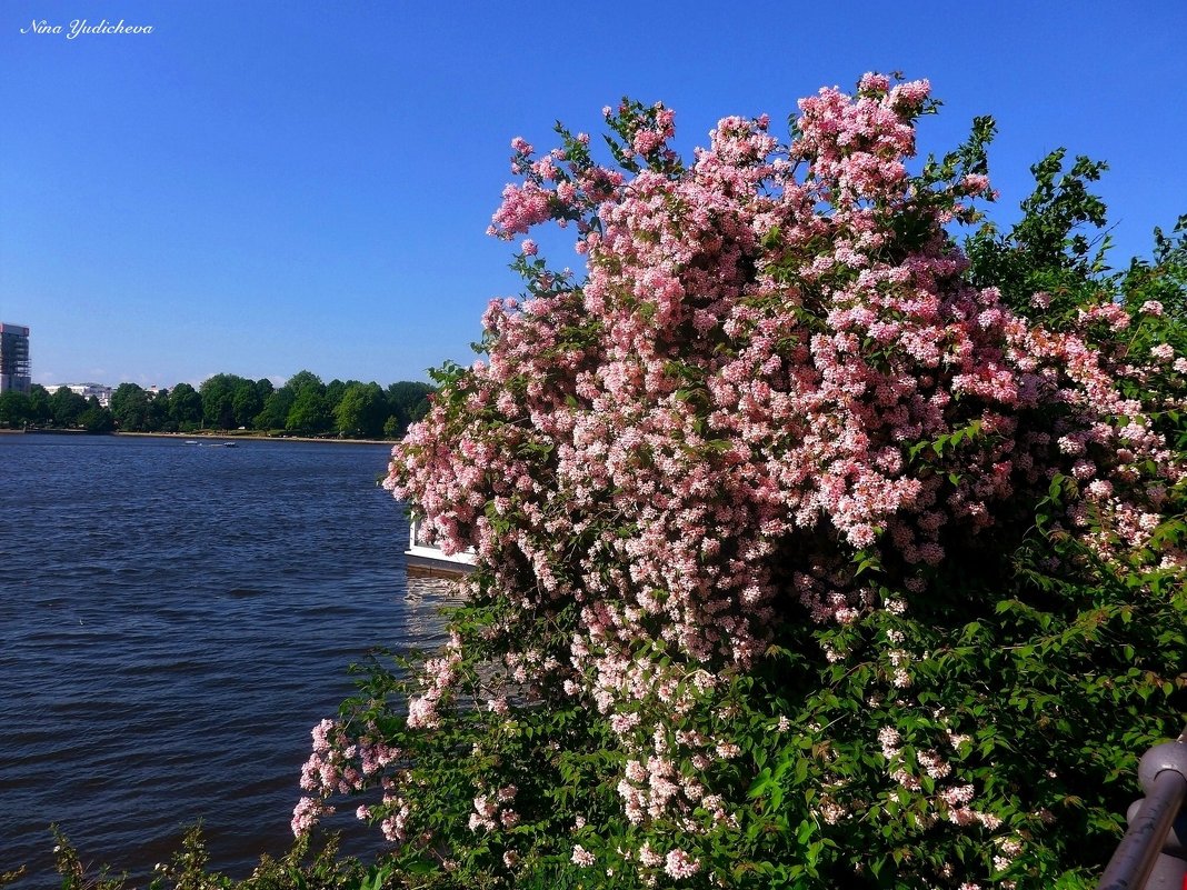 Alster. Hamburg - Nina Yudicheva