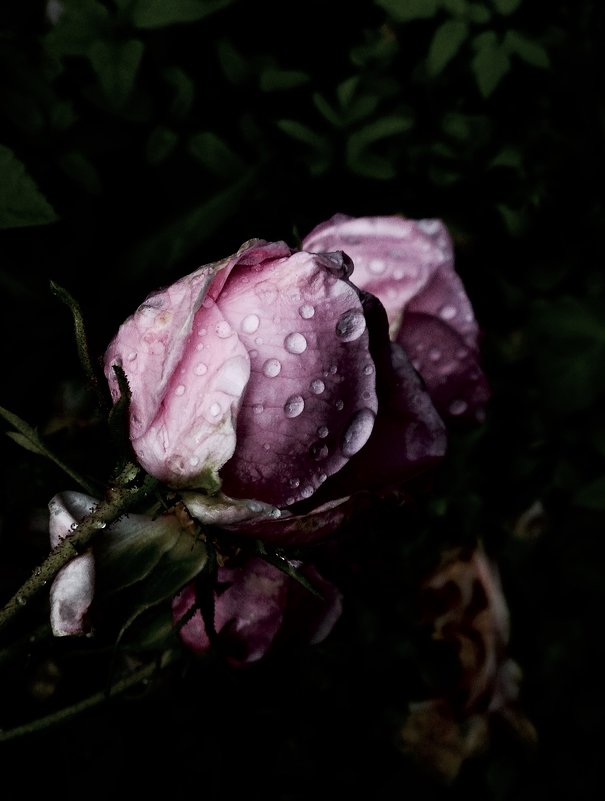 Розовая роза - Tanja Gerster