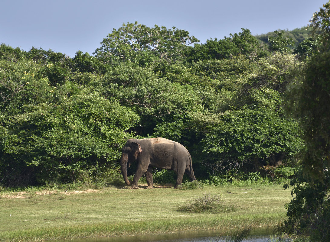 Матерый слонище. Парк Яла. Цейлон. Grizzled elephant. Yala Park. Ceylon. - Юрий Воронов