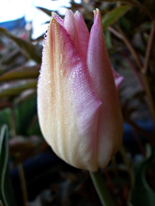 Нежный цветок - mAri 