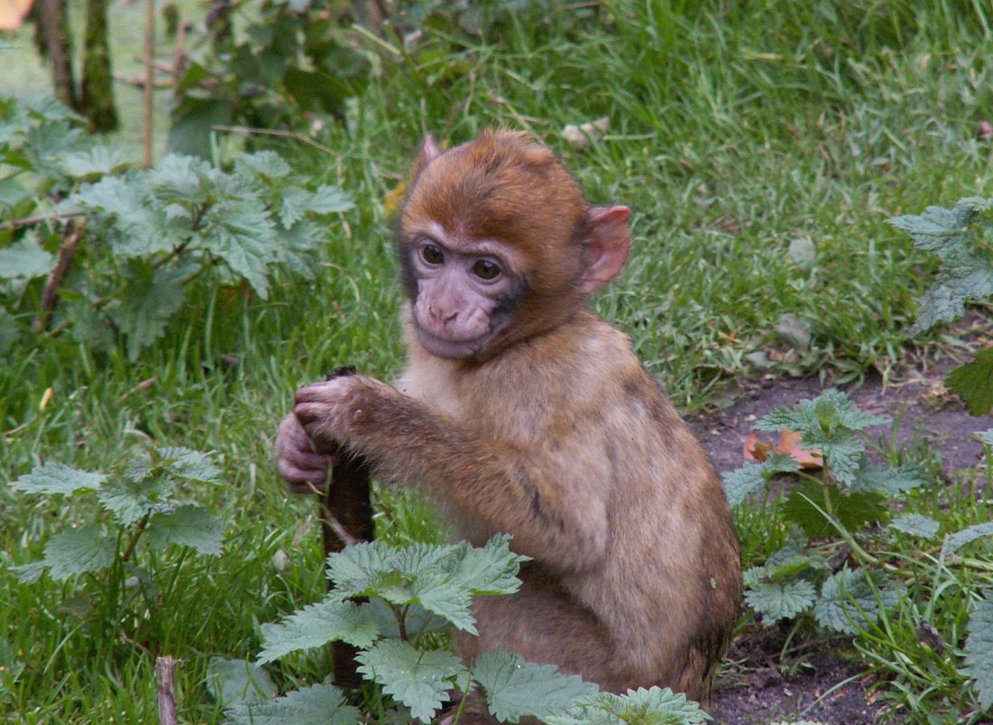 Грустная маленькая обезьянка - - Ivolga