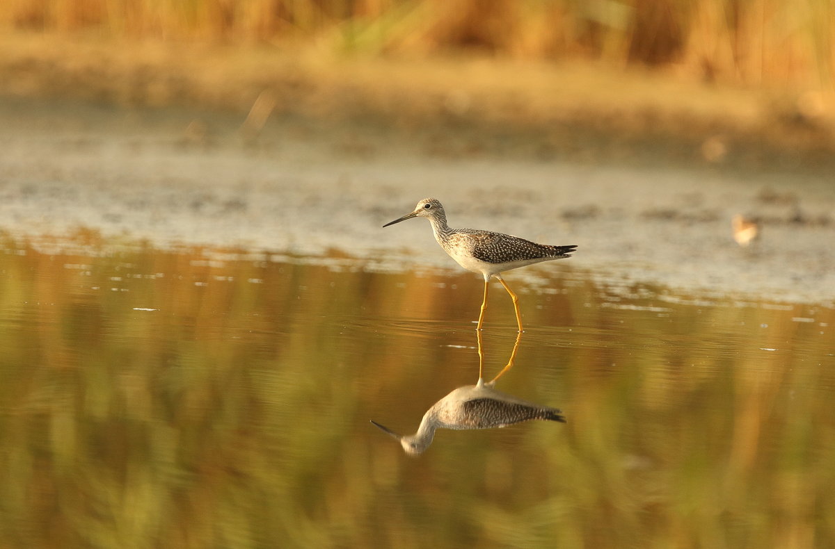 Greater Yellowlegs - Naum 