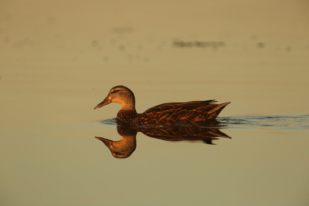 Mallard - Naum 