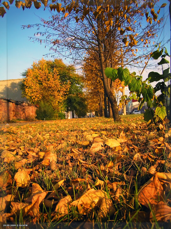 Осень листья Советский (© NickFW - 29.09.2009) - Nick Patrin