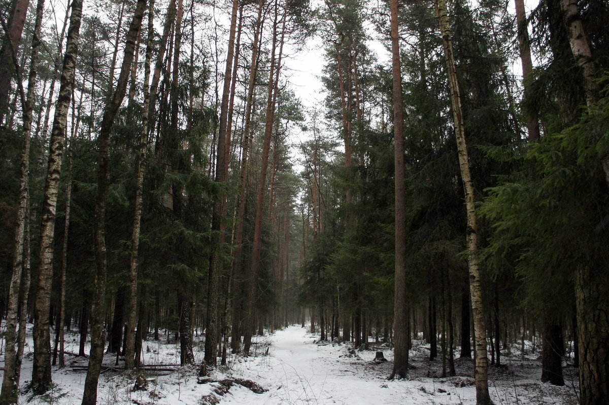 Дорожка в лесопарке - Елена Павлова (Смолова)