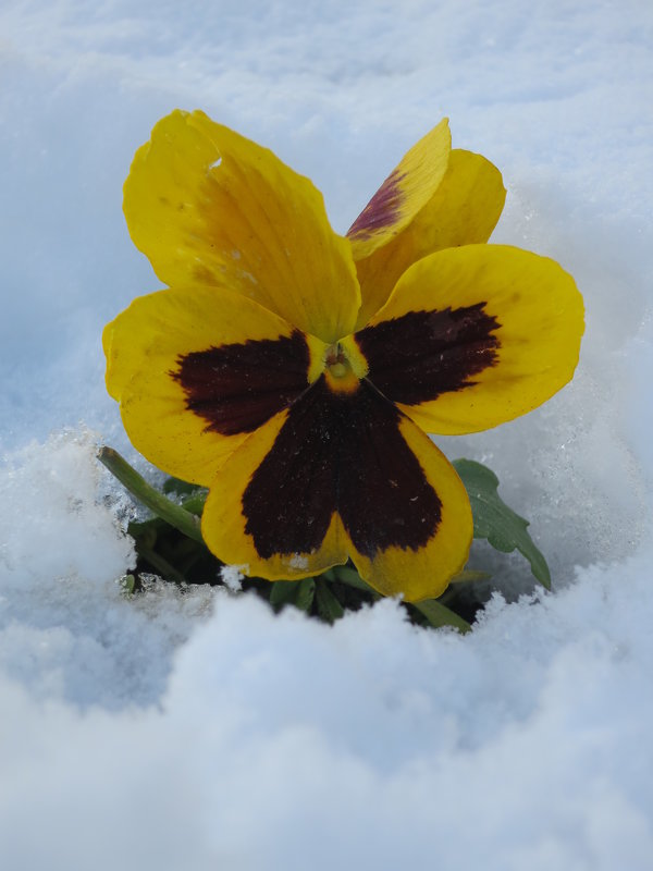 Цветок в снежном плену - valeriy khlopunov