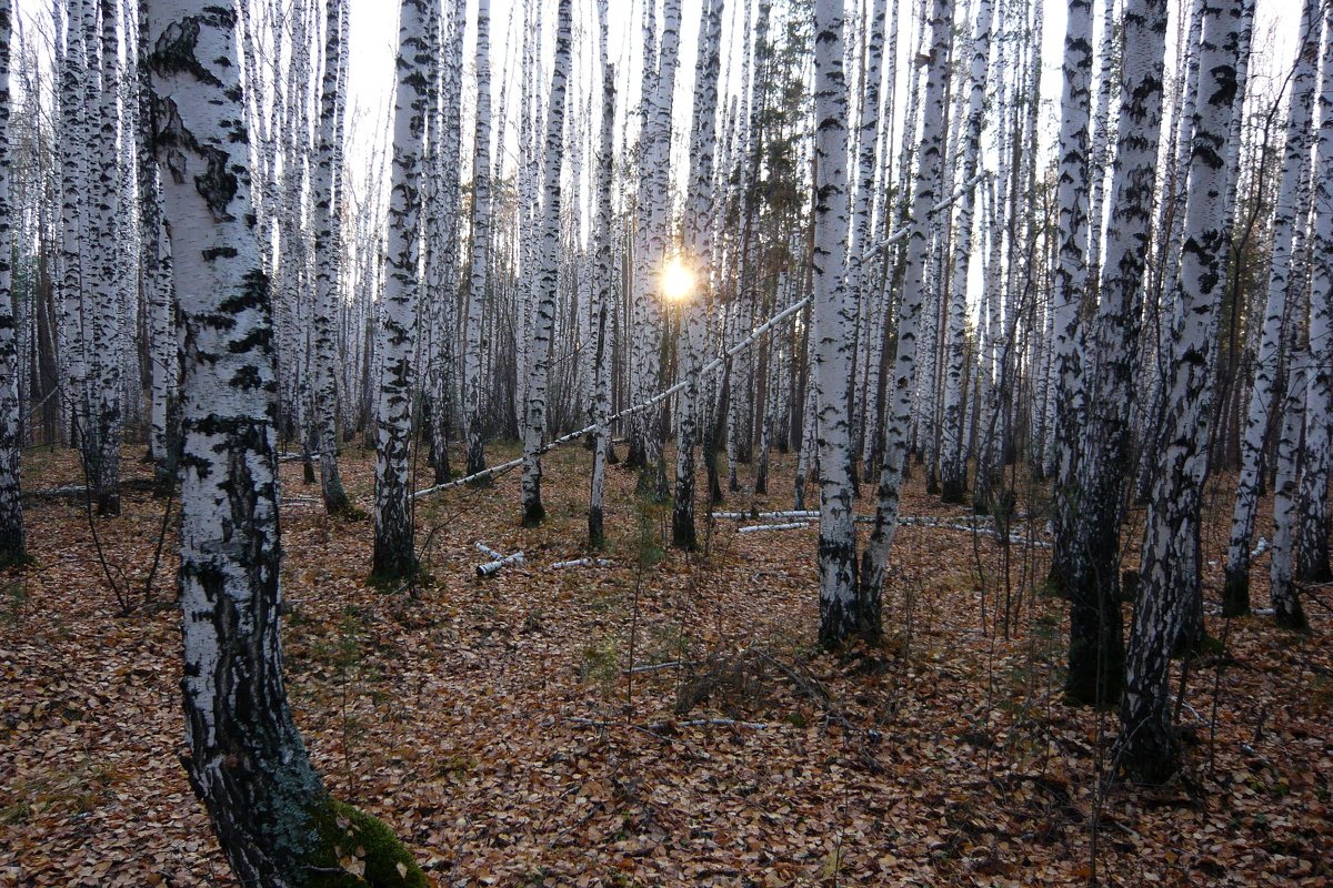 "Солнце в лесу" - Оксана Волченкова