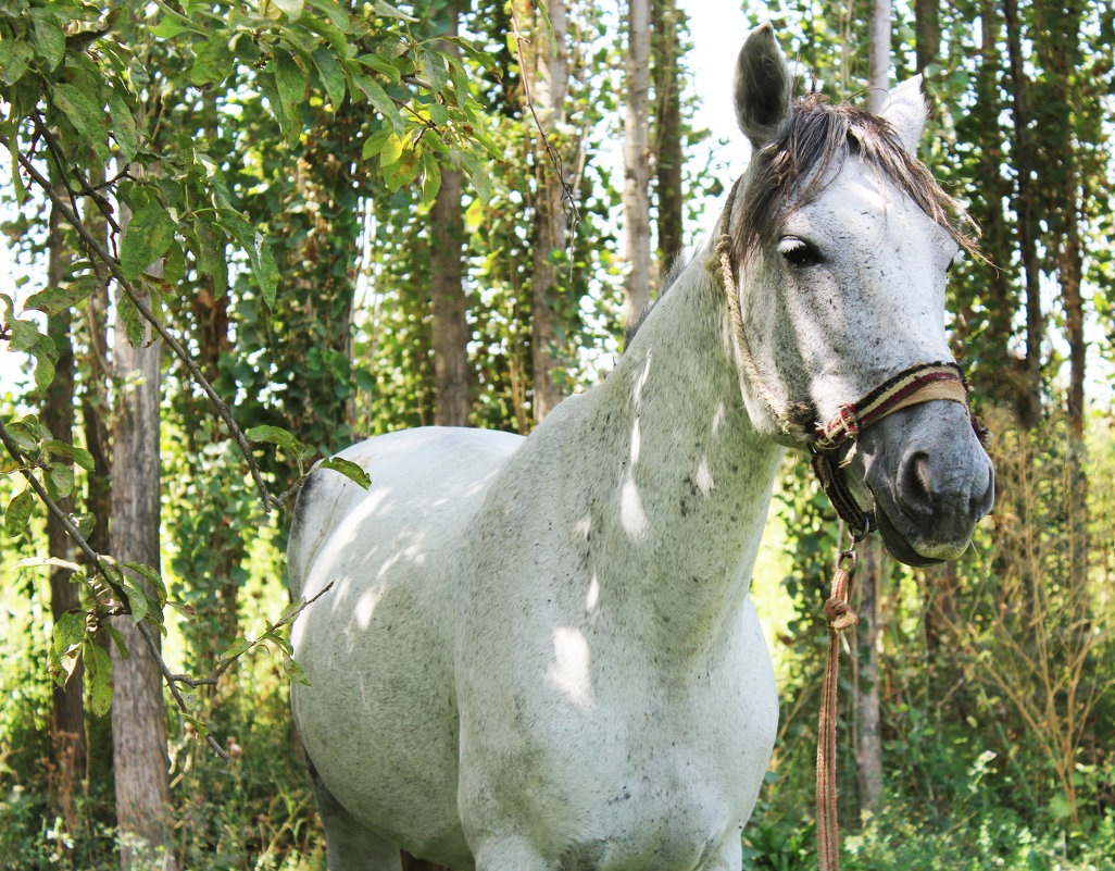 Лошадь у себя дома - Nilyu Juraeva