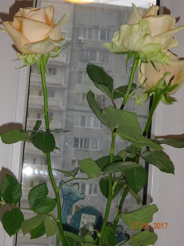 Розы и зимой Розы! - Galina194701 
