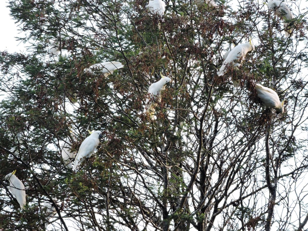 Sulphur-crested Cockatoo - чудинова ольга 