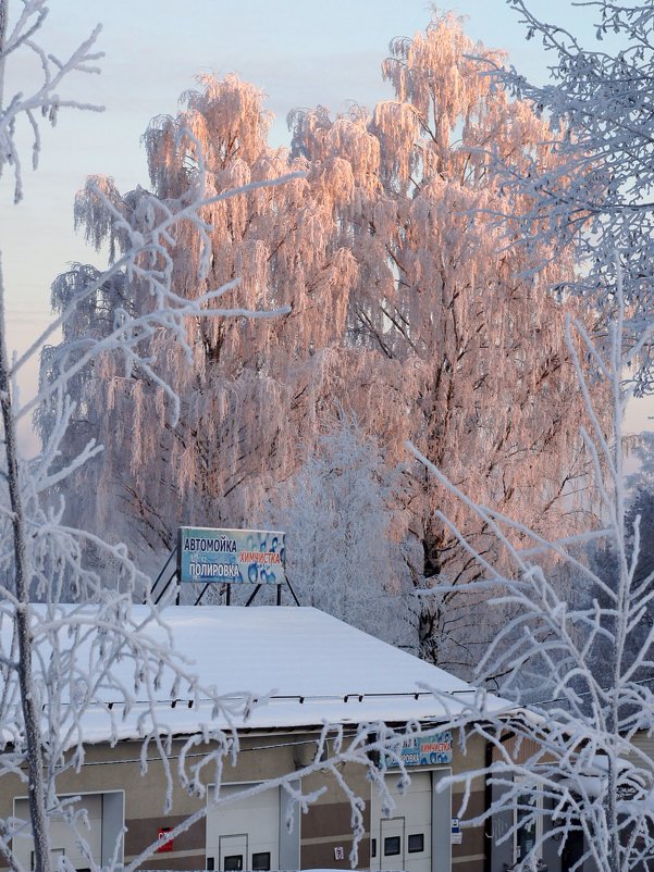 Плакучие березы в лучах зимнего солнца - Николай Цитович 