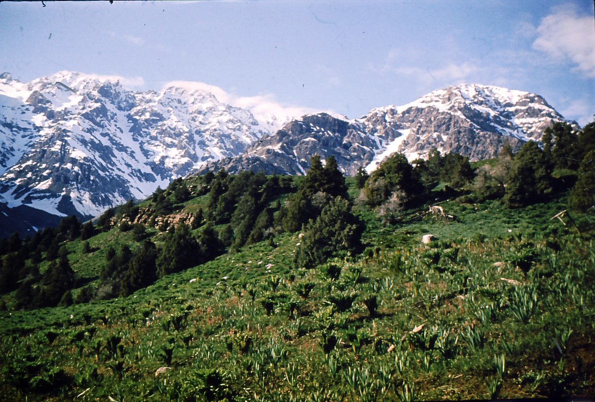 Южные склоны Гиссарского хребта,Памир - Елена Шаламова