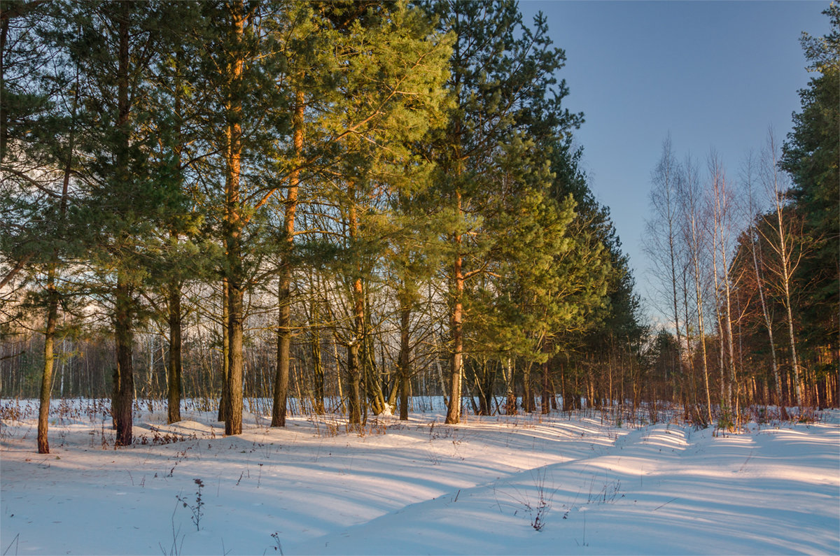 Зимний лес - Александр Березуцкий (nevant60)