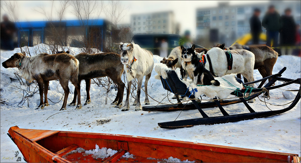 Тундряки: северные олени и саамская оленегонная собака - Кай-8 (Ярослав) Забелин