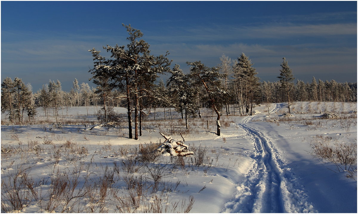 Сказки зимнего леса - generalov545 