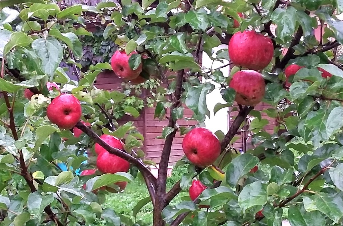 Красные яблочки - Вера (makivera)