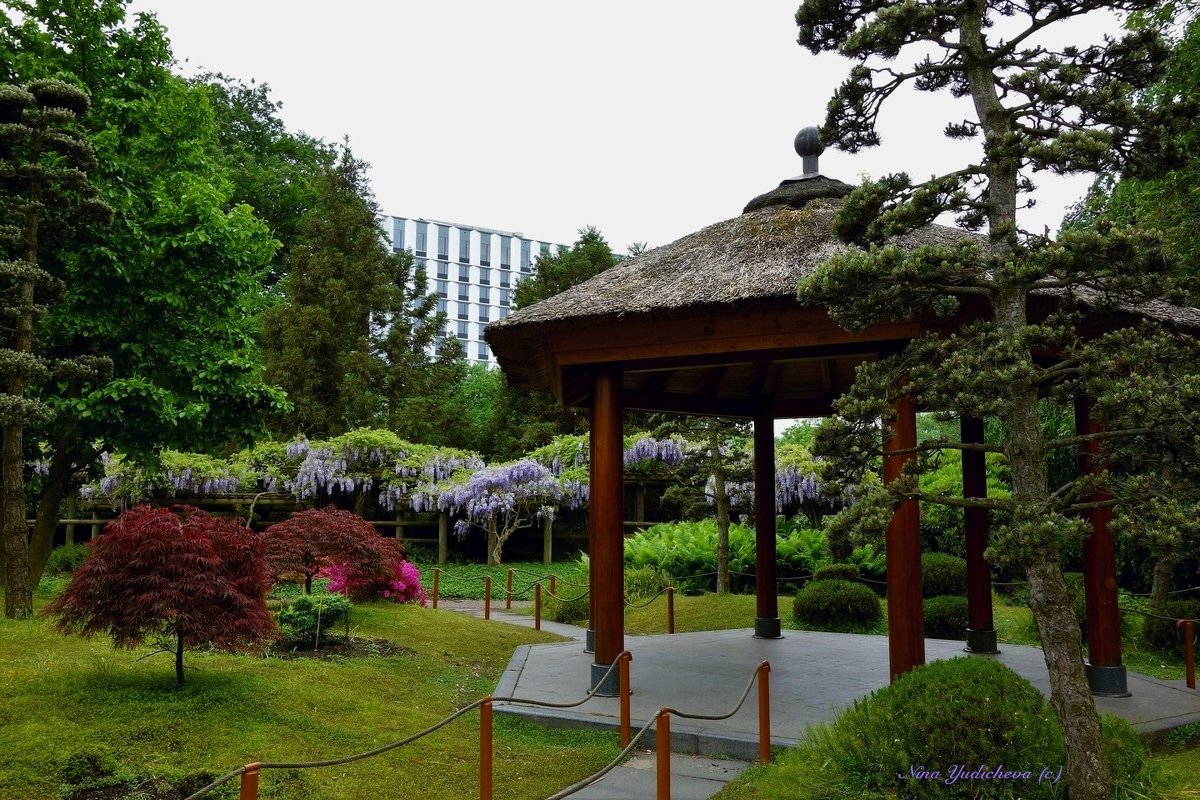 Парк цветов (серия). В японском саду - Nina Yudicheva