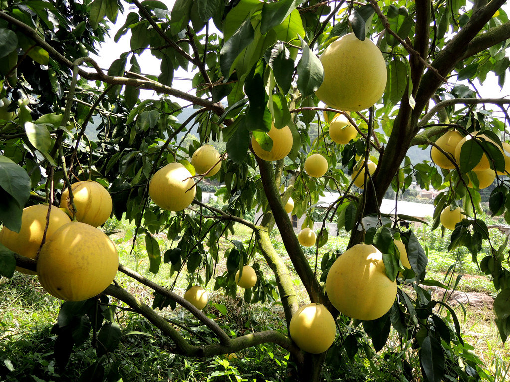 ~ pomelo tree ~ - ~ Backstage ~ N.