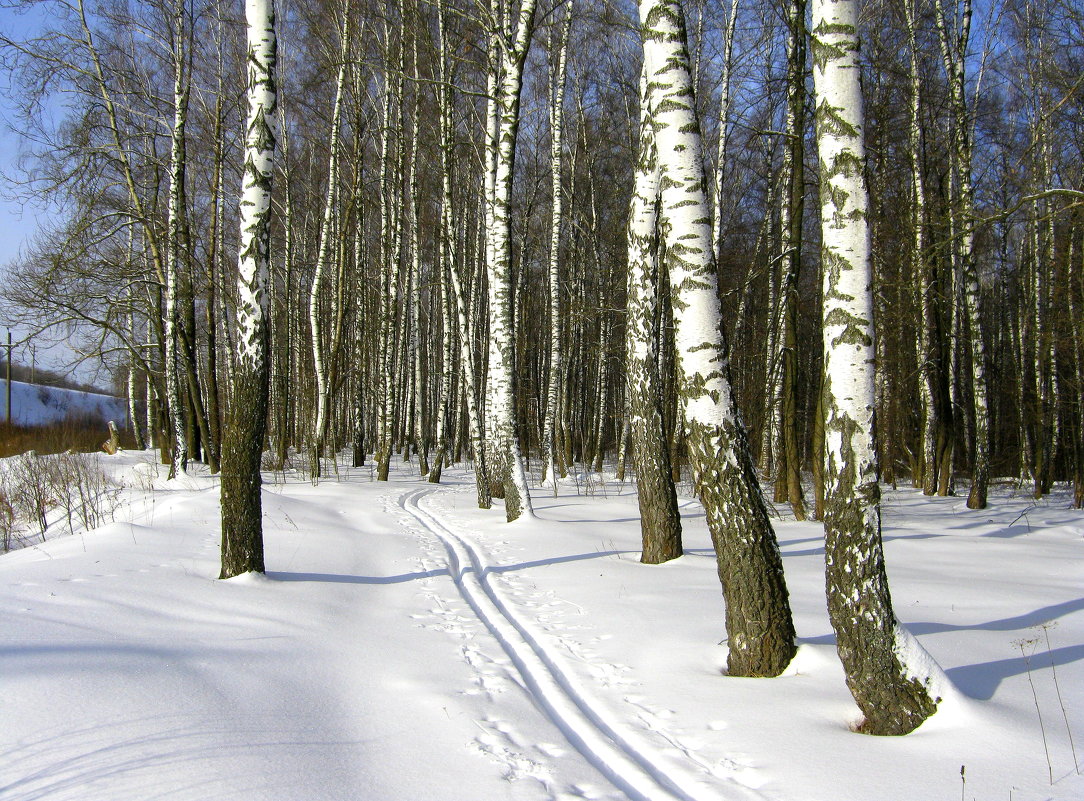 Лыжня в берёзовом лесу. - Борис Митрохин