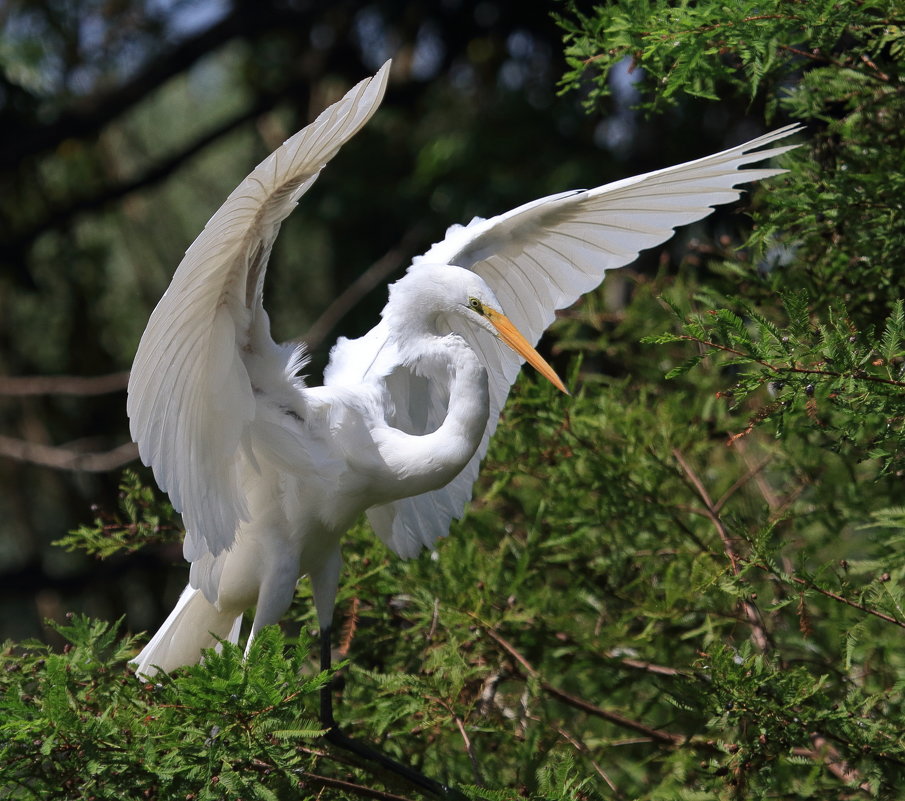 Great Egret - Naum 