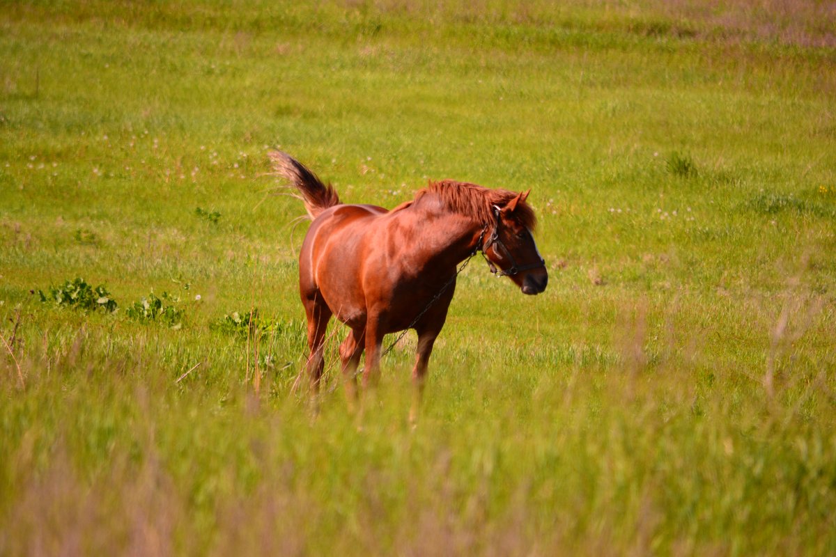 Рыжий конь - Светлана Ларионова