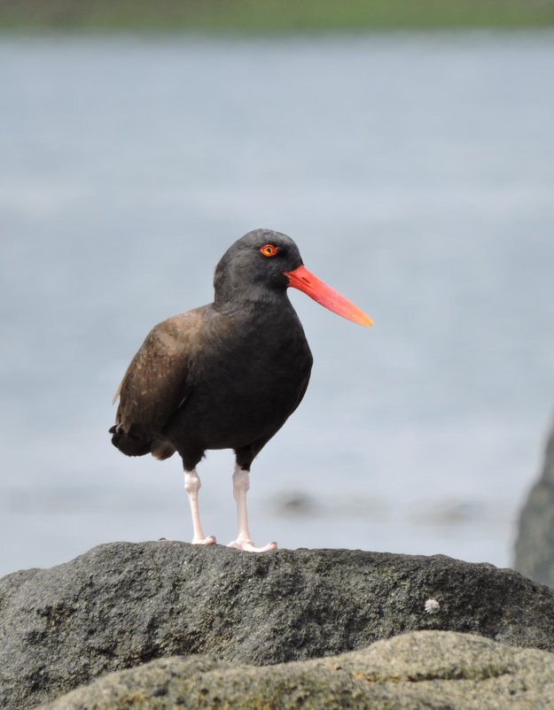 Blackish Oystercatcher - чудинова ольга 