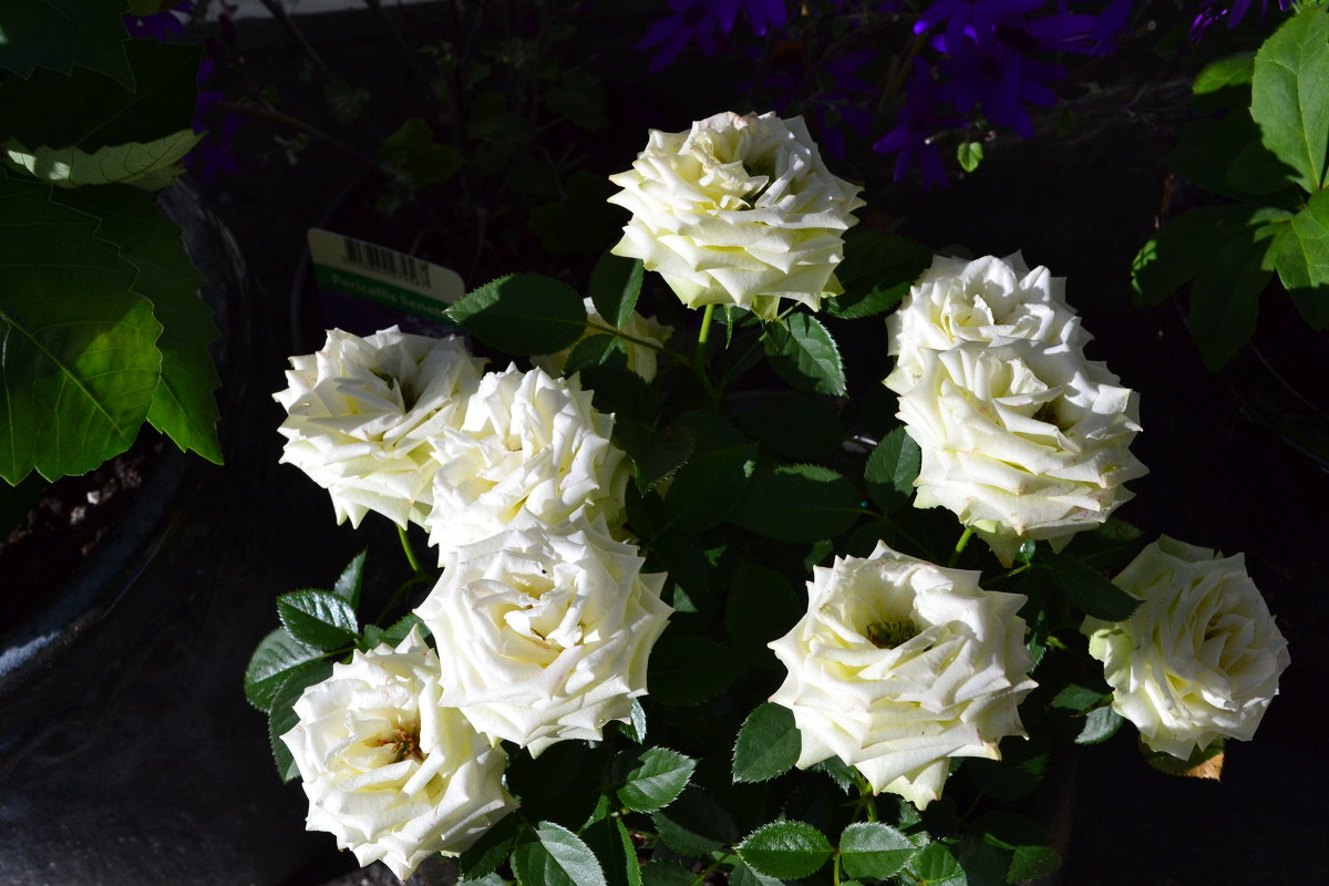 Белые розы - Ольга 