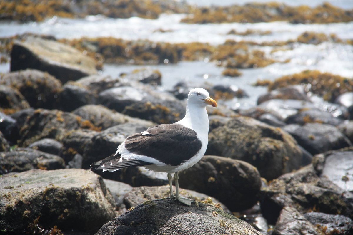 Black-browed Albatross - чудинова ольга 