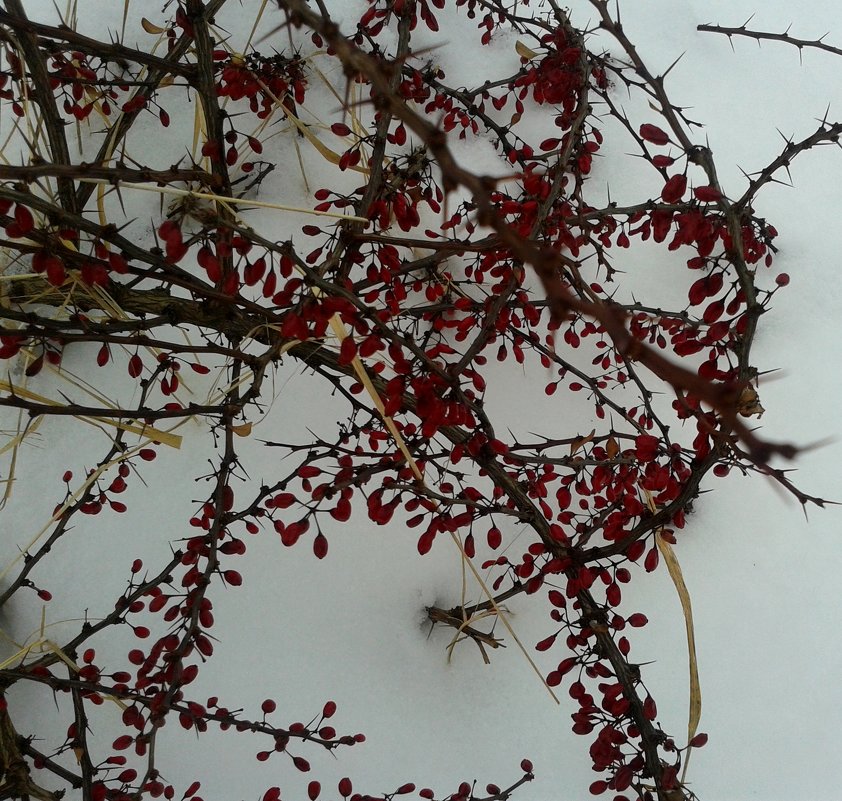 Ветки барбариса на  снегу - Мила 