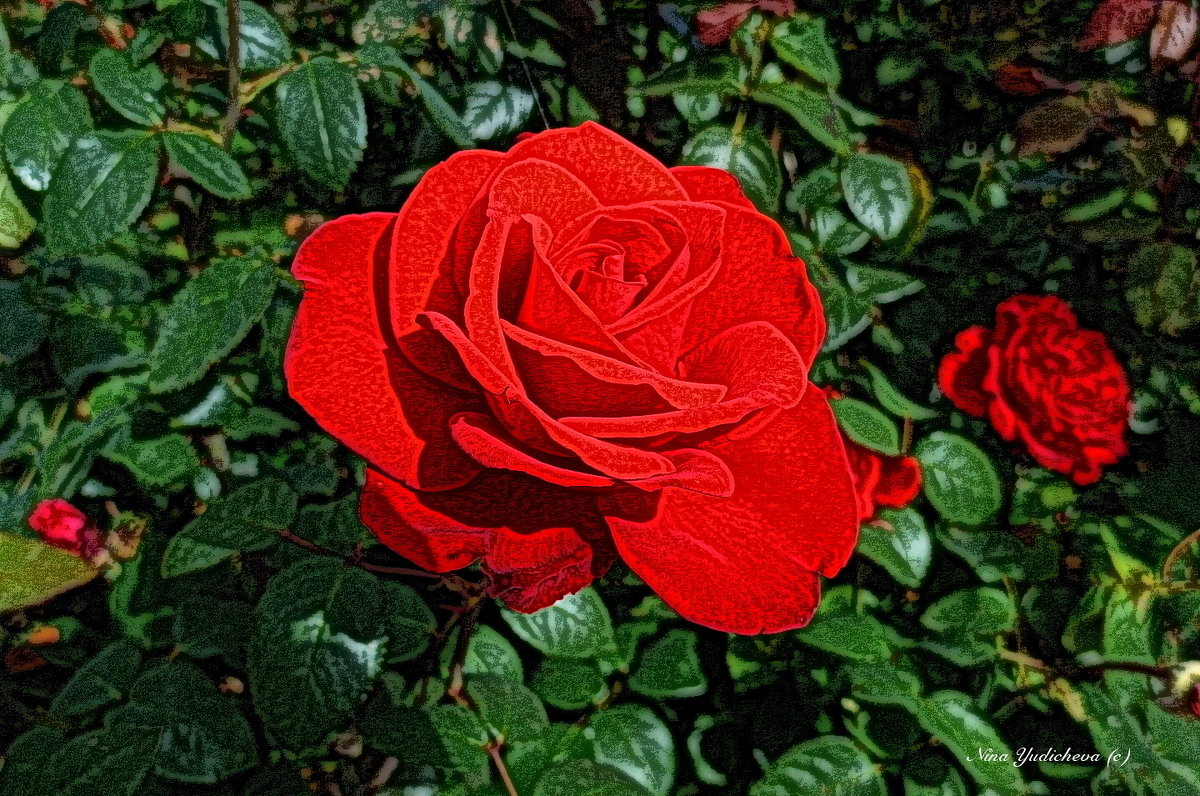 Красная роза - Nina Yudicheva