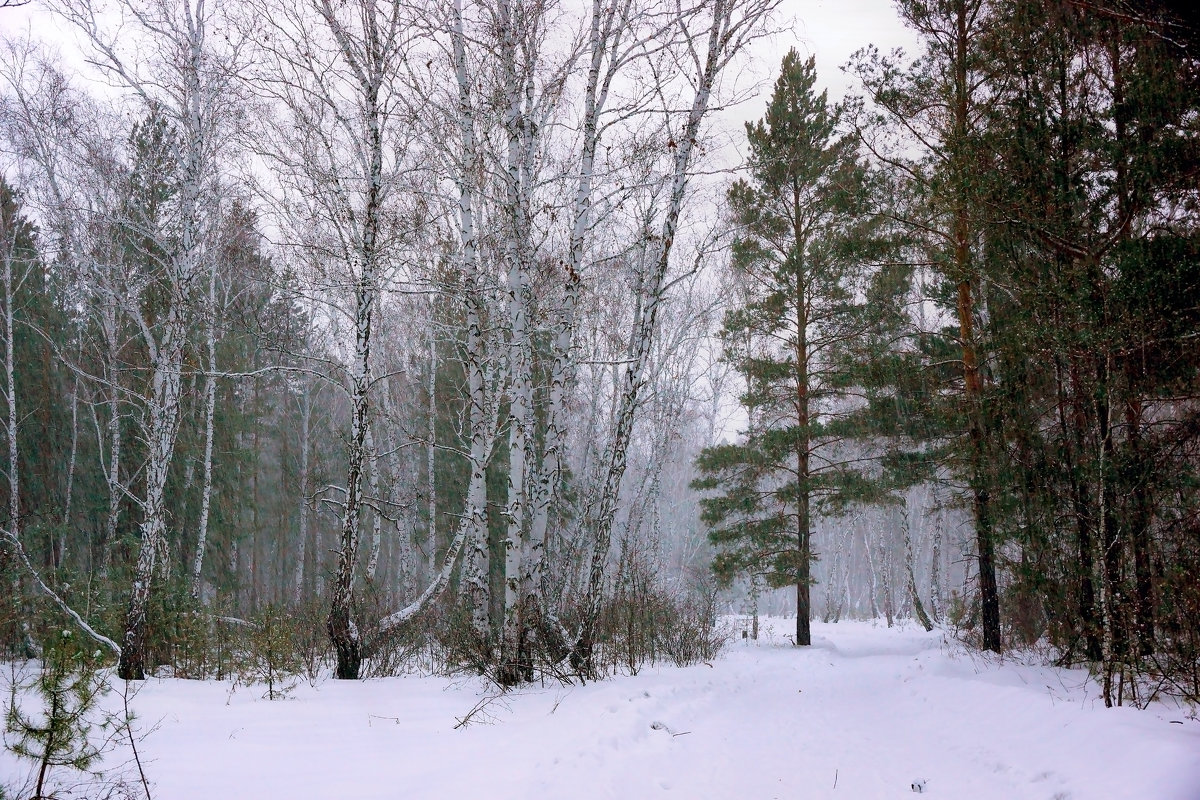 Снежный заряд - Сергей Царёв