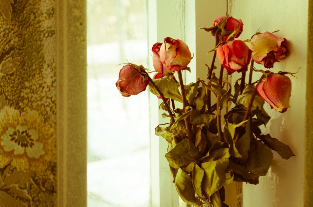 Розы на подоконнике - Lena 