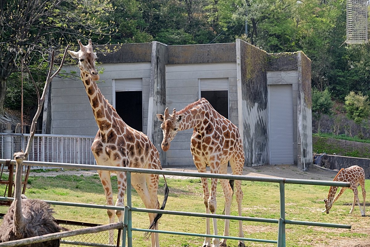 Зоопарк Нагоя Higashiyama Zoo - wea *