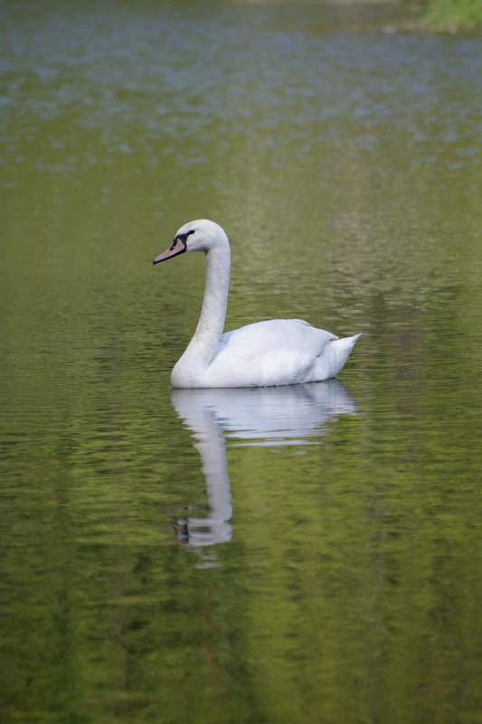белый лебедь на пруду... - Andrei Antipin 