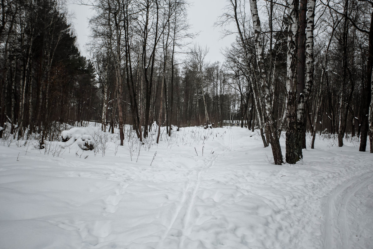 Прогулка в лесу - Николай Холопов