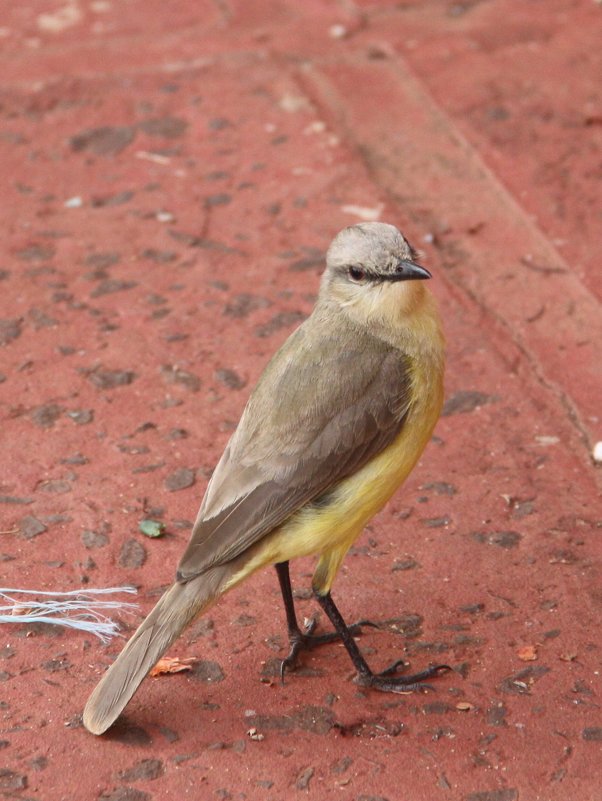 Golden-crowned Wabler - чудинова ольга 