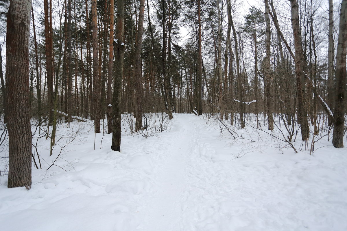 Прогулка в лесу - Николай Холопов