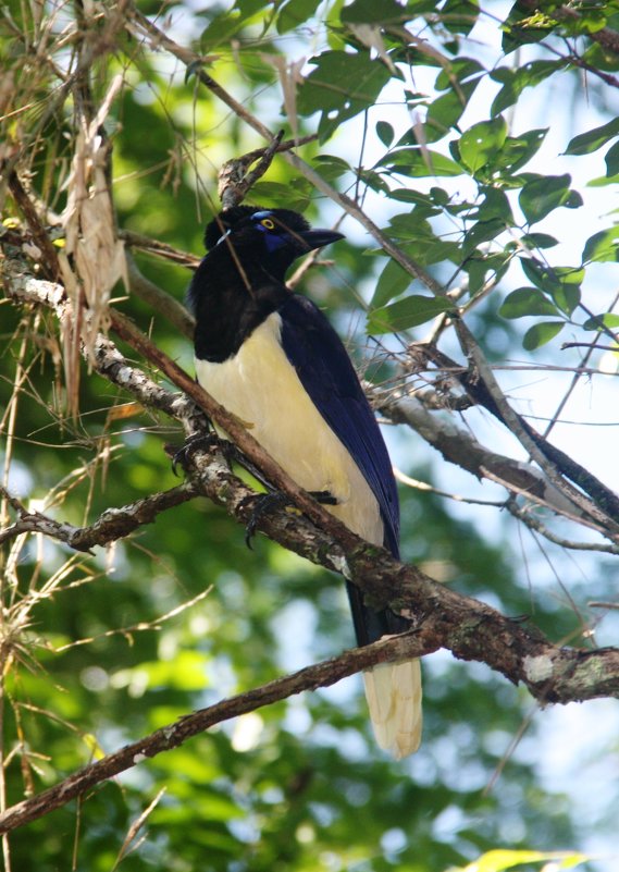 Plush-crested Jay - чудинова ольга 