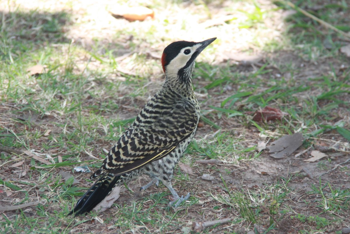 Green-barred Woodpecker - чудинова ольга 