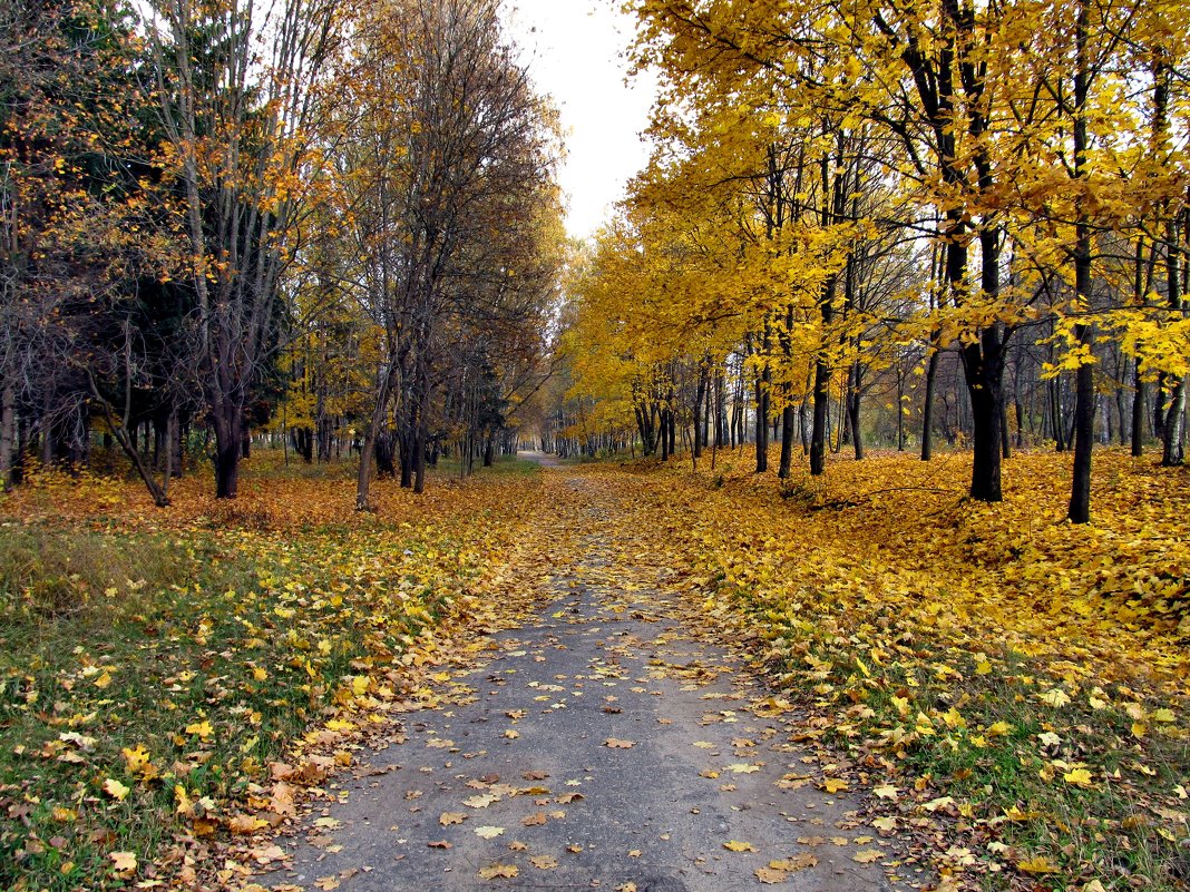 Осень в парке - Падонагъ MAX 