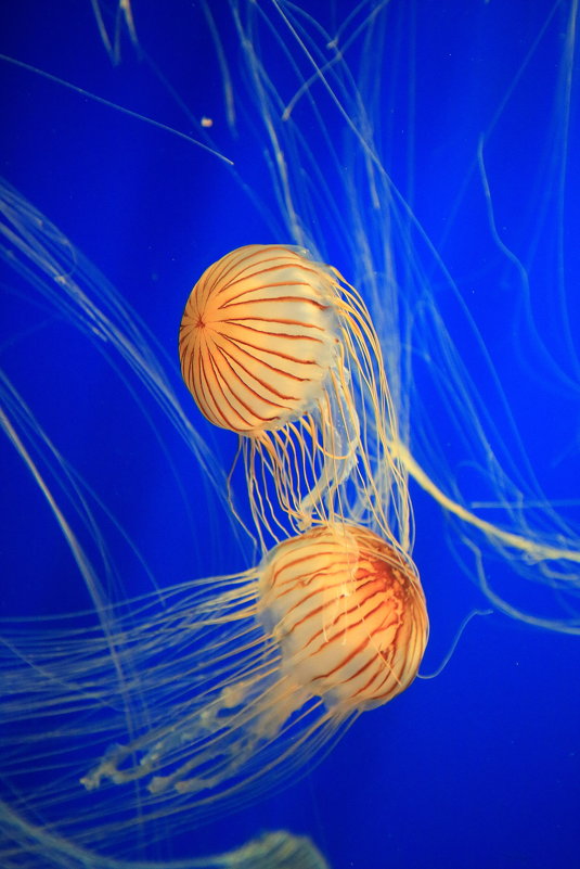 медузы - Naum 