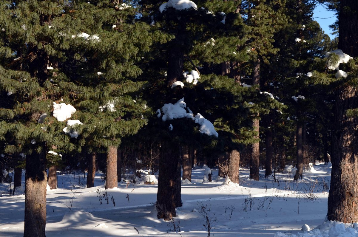 Кедровый лес в феврале - Вера Андреева
