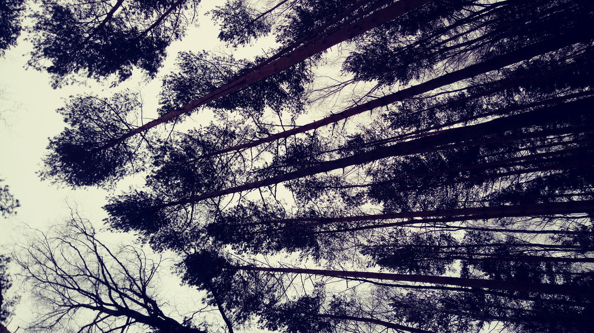 Это лес - Daria Zhdanova 