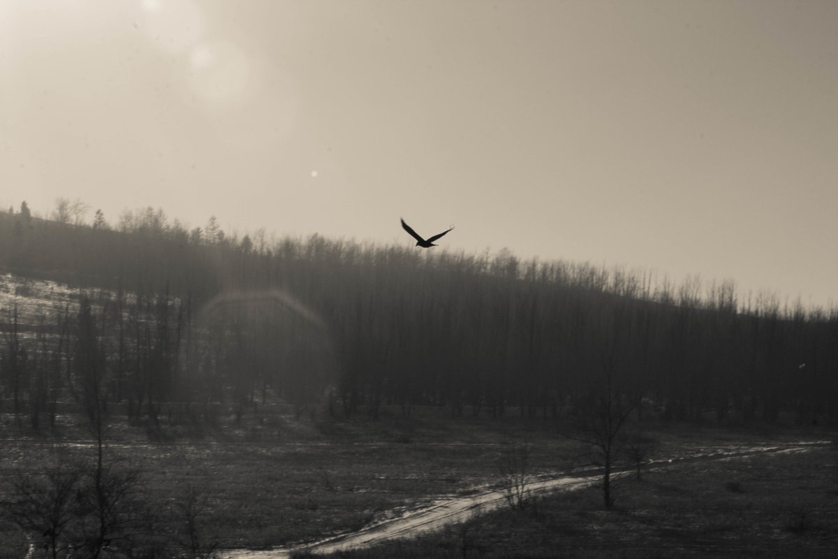 Полёт птицы - Марина Кириллова