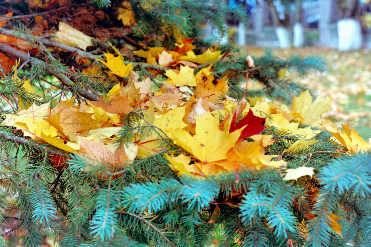 Осенние листья - Падонагъ MAX 