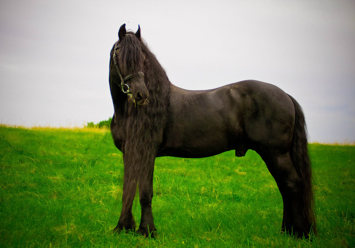 Темный конь - Александра Карпушкина