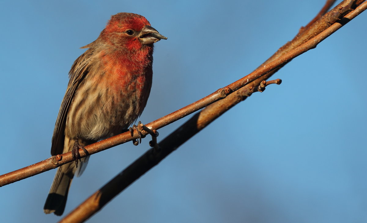 House Finch Male - Naum 