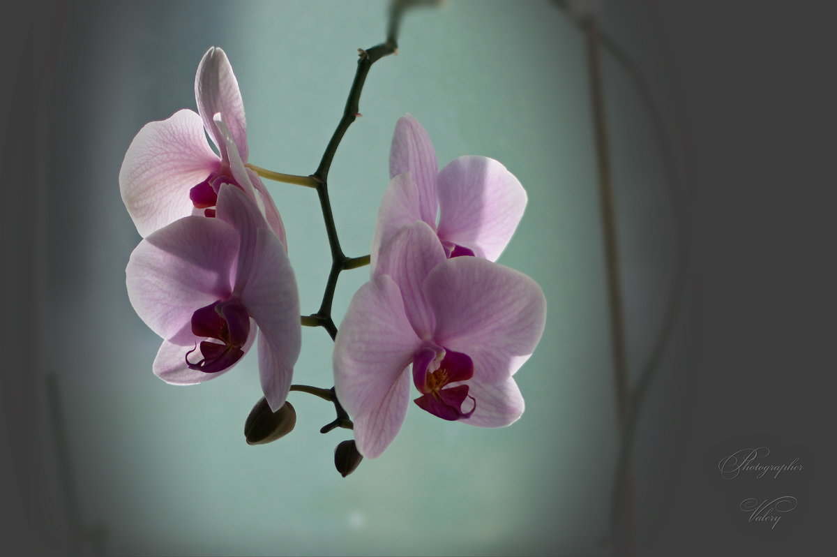 Орхидеи зимой - Валерий Лазарев